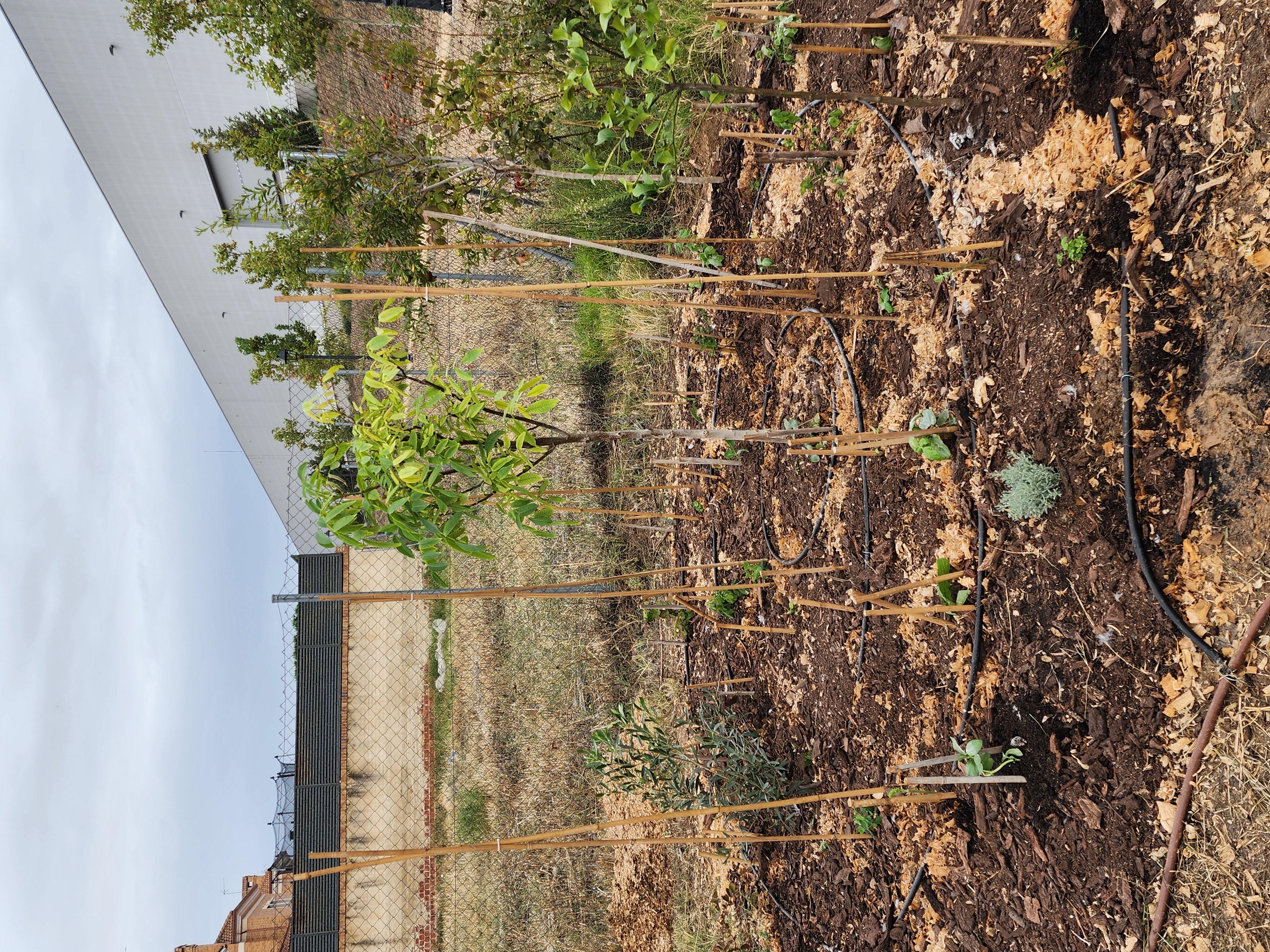 Bosque de alimentos urbano recién plantado con caminos en espiral y tutores de caña en Illescas, Toledo.